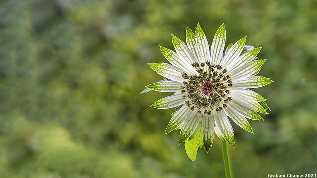 Astrantia