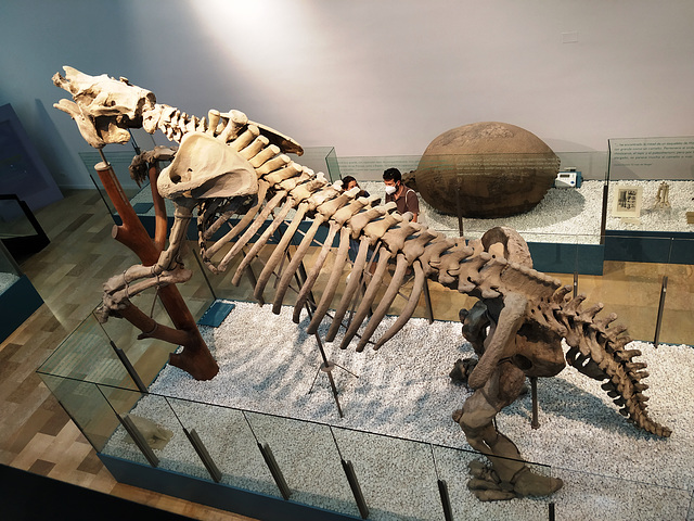 Valencia: Museo de Ciencias Naturales, 16