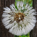 nasse Pusteblume