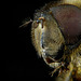 Face of a Drone Fly