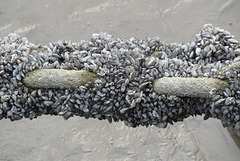 mersey mussels