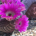 Cactus Flowers (0808)