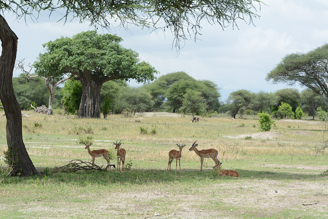 Tarangire, A Gaggle of Young Impalas in Savannah