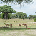 Tarangire, A Gaggle of Young Impalas in Savannah