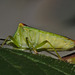 Bug IMG_7700