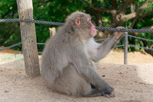 Iwatayama, la montagne aux singes (1)
