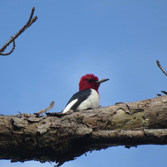 Red-headed woodpecker