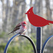 Purple Finch