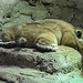 20190907 5984CPw [D~HRO] Gundi (Ctenodactylus gundi), Zoo, Rostock