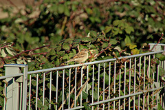 Der Spatz auf dem Zaun