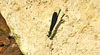 20210609 0731CPw [D~LIP] Blauflügel Prachtlibelle, UWZ, Bad Salzuflen