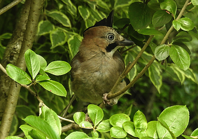 20210705 1272CPw [D~LIP] Eichelhäher (Garrulus glandarius), Bad Salzuflen