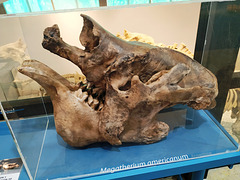 Valencia: Museo de Ciencias Naturales, 17