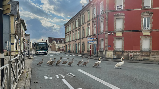 BELFORT: 12 cygnes au centre-ville.