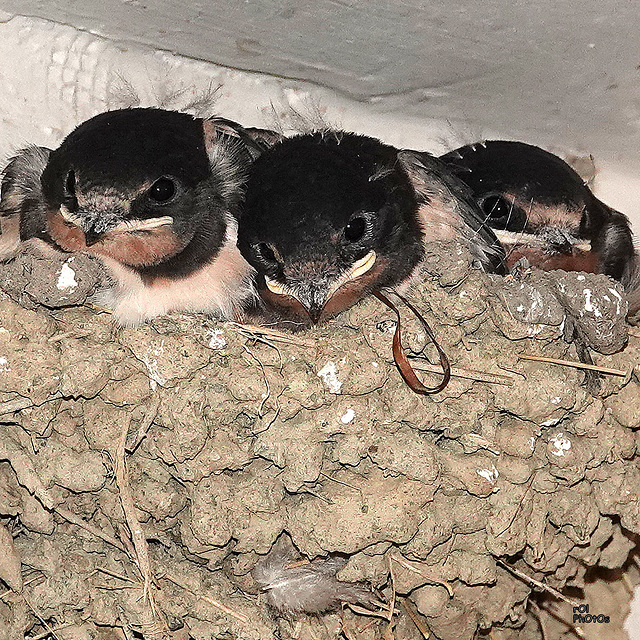 Hirondelle rustique, Hirundo rustica - Barn Swallow