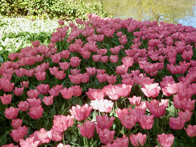 Tulips Keukenhof