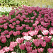 Tulips Keukenhof