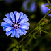 Cichorium intybus - Achicoria silvestre en Sopelana