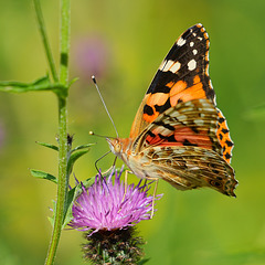 Distelfalter Distelfalter