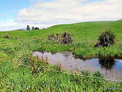 Farm Pond.