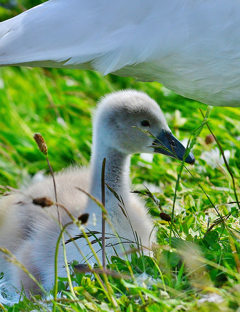 Cygnet 1