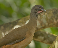 IMG 0063-1birdcloseup