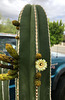 Mexican Fencepost Cactus Flower (0784)