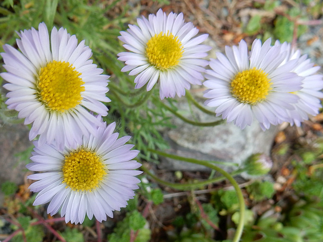 138 Erigeron compositus - ein Gast aus USA und Kanada