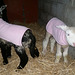 behold the new lamb jackets!