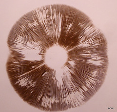 If you are going to eat wild mushrooms, always check the spore print colour to positively identify what you think you are eating!
