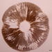 If you are going to eat wild mushrooms, always check the spore print colour to positively identify what you think you are eating!