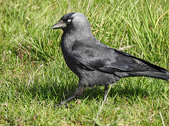 20170409 0381CPw [D~PB] Dohle (Corvus monedula), Steinhorster Becken, Delbrück