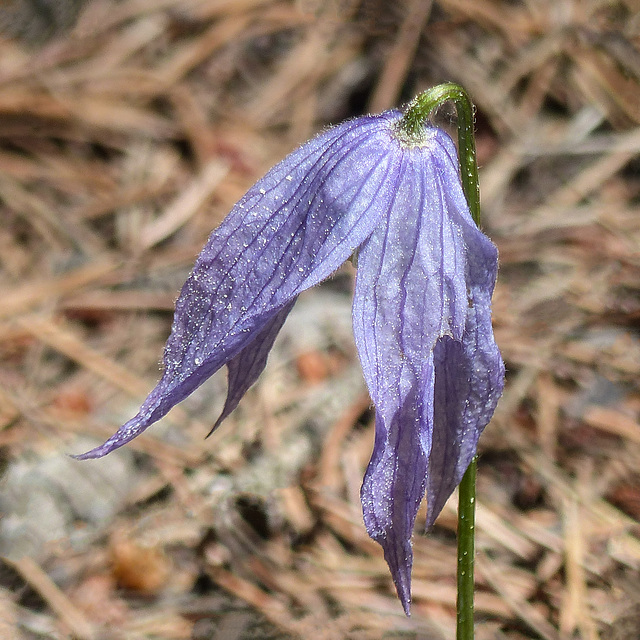 Wild Blue Clematis