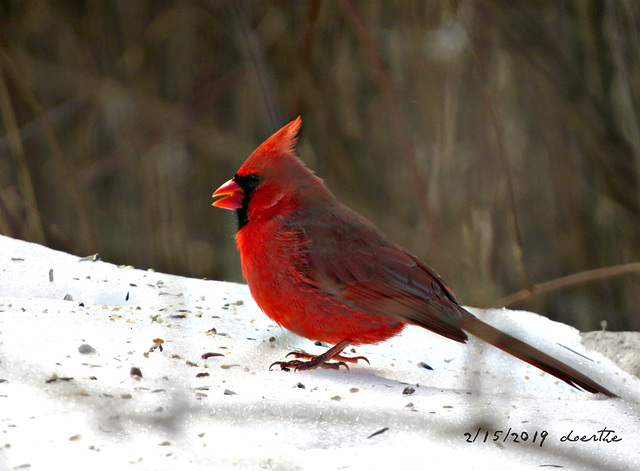 Male Cardinal, Feb. 15, 2019