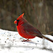 Male Cardinal, Feb. 15, 2019