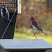 Purple Finch