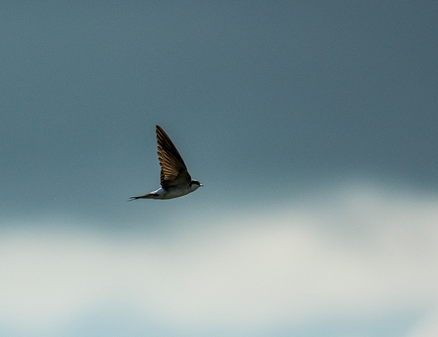 From Burton wetlands2