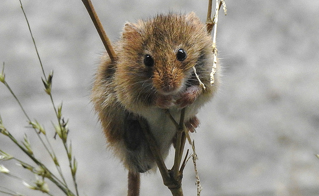 20190907 5985CPw [D~HRO] Eurasische Zwergmaus (Miromys minutus), Zoo, Rostock