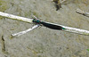 20210609 0733CPw [D~LIP] Blauflügel Prachtlibelle, UWZ, Bad Salzuflen