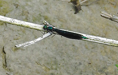20210609 0733CPw [D~LIP] Blauflügel Prachtlibelle, UWZ, Bad Salzuflen