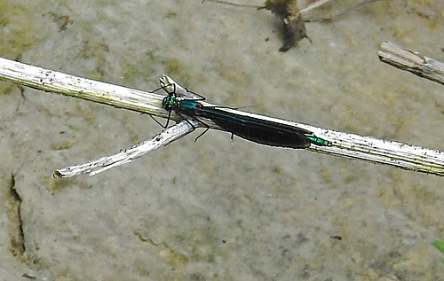 20210609 0733CPw [D~LIP] Blauflügel Prachtlibelle, UWZ, Bad Salzuflen