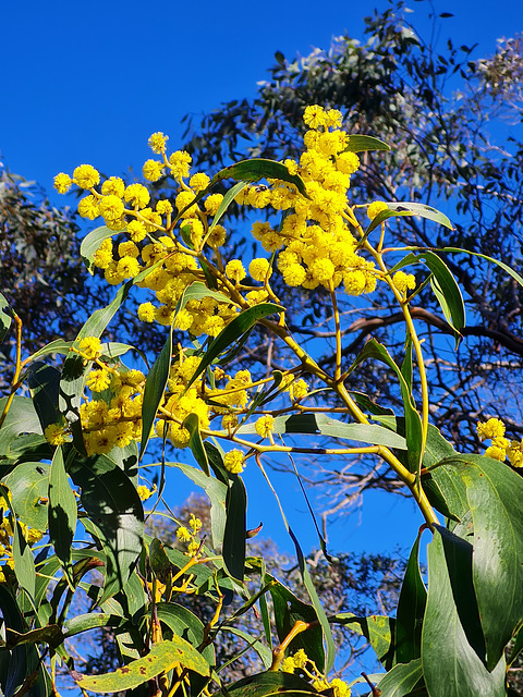 wattle Belair National Park