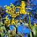 wattle Belair National Park