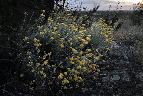 Helichrysum stoechas