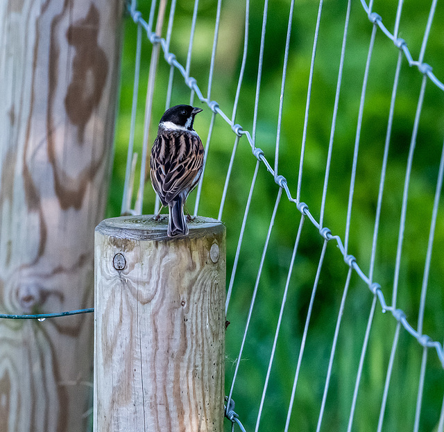 Reed bunting