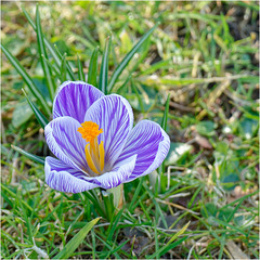 Crocuses 2025 40 Crocuses 2025 40