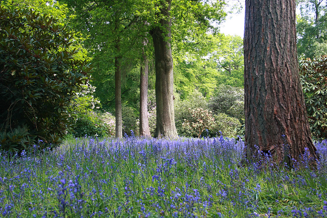 Bowood Rhododendron Gardens