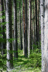in den "endlosen" Wäldern bei Tepevälja (© Buelipix)