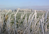 Moorwerder Frost