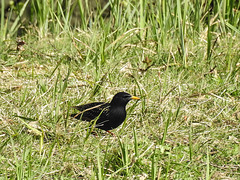 20170409 0382CPw [D~PB] Star (Sturnus vulgaris), Steinhorster Becken, Delbrück